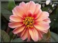 pink red dahlia flower pictures