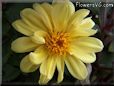 yellow dahlia flower