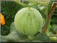 small cantaloupe melon