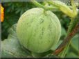 small cantaloupe melon