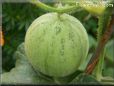 small cantaloupe melon