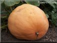large yellow pumpkin