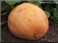 large yellow pumpkin