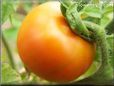 orange tomato