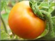 orange tomato