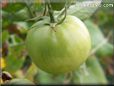 green tomato