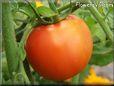 red tomato