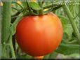 red tomato