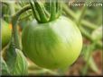 green tomato