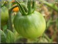 green tomato