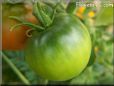 green tomato