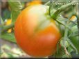 orange tomato