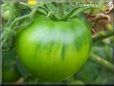 green tomato