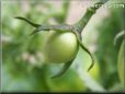 small pear tomato