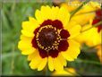 coreopsis flower daisy flower picture