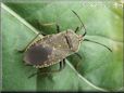 squash bug