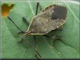 squash bug