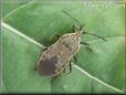 squash bug