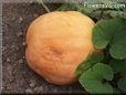 large yellow pumpkin
