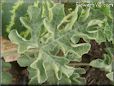 green watermelon leaf