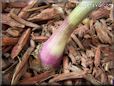 purple onion root bulb