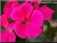 dark pink geranium pictures