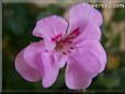 pink geranium flower