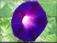 dark blue purple morning glory flower