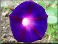 dark blue purple morning glory flower