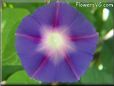 blue and purple Morning Glory picture