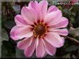 pink white dahlia flower pictures