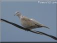 blue gray dove bird