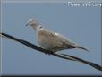 blue grey dove bird