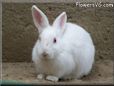 large white bunny rabbit pictures