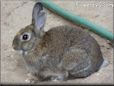 brown white bunny rabbit pictures