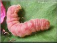 pink caterpillar