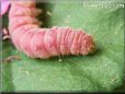 pink caterpillar