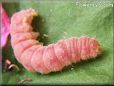 pink caterpillar