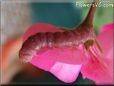 pink caterpillar