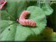 pink caterpillar