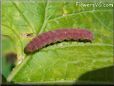 pink caterpillar