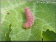 pink caterpillar