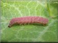 pink caterpillar