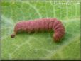 pink caterpillar