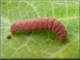 pink caterpillar