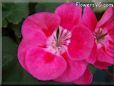 pink white geranium flower