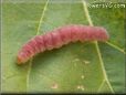 pink caterpillar