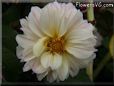 white dahlia flower pictures