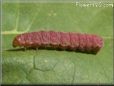 pink caterpillar