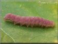 pink caterpillar